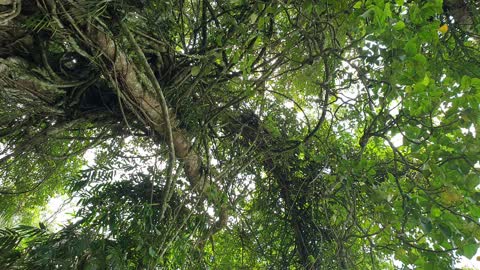 mystical old peepal tree