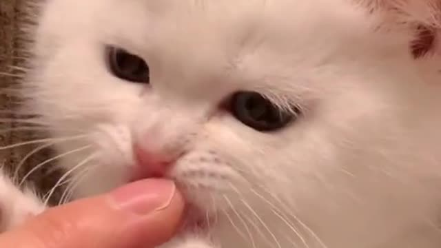cat -