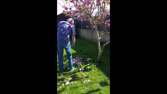 Gorgeous Border Collie is happy to help his human in the garden