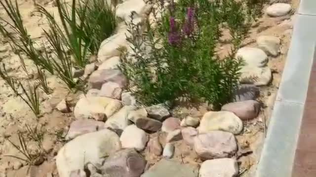 gravel and grass