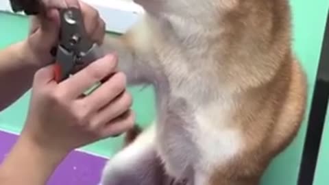 Nail Cutting Funny dog