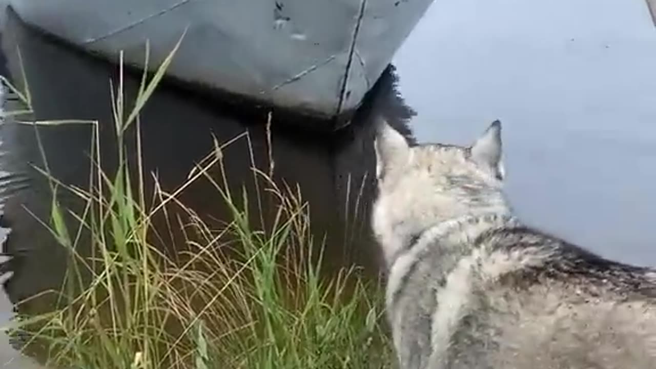 Dog is friendly