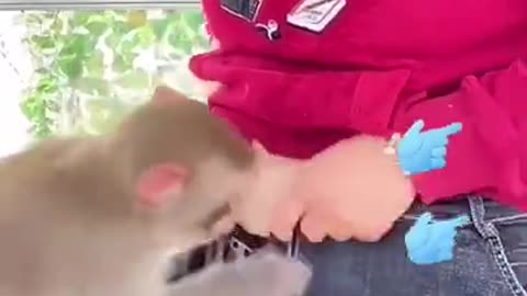 funny Monkey #animals #shorts