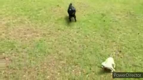 Funniest cats video, funny cats and dogs video