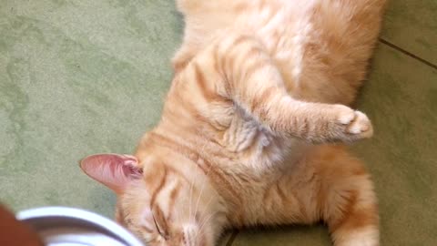 Kitty Hears the Can