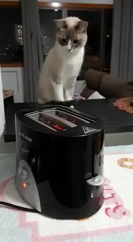 Curiosity almost kills the cat😹😹😹😹