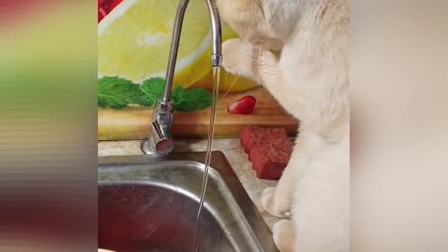 The cat washes the holuwa under the tap