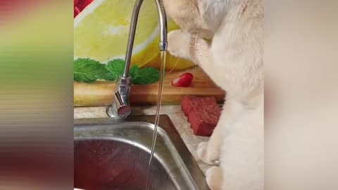 The cat washes the holuwa under the tap