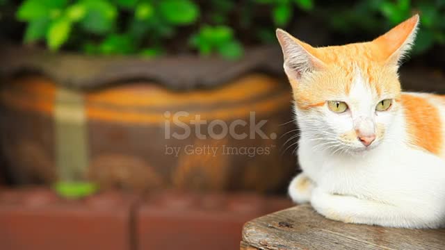 Cat Looking Stock Video - Download Video Clip Now - .mp4