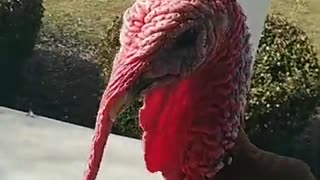 Kevin the turkey doesn't listen