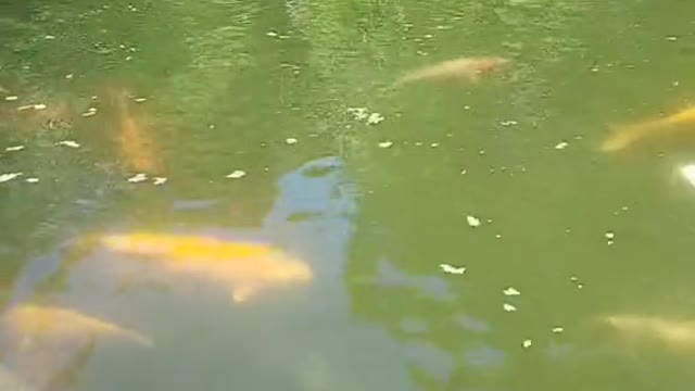 Natural Koi fish pond