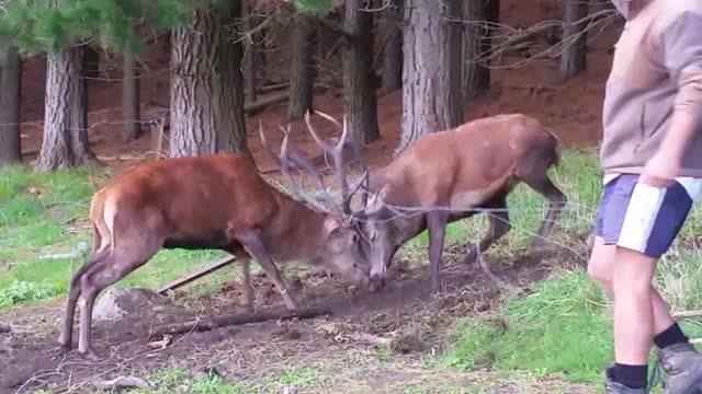 Farmers Untangle Dueling Stags