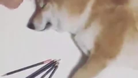 Have you ever seen dog makeup?