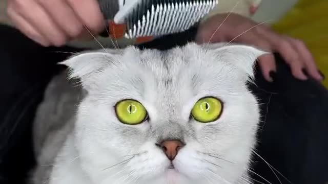 Funny cat