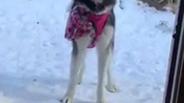 Throwing My Husky Into Snow GOES WRONG! (SHE ARGUES!)