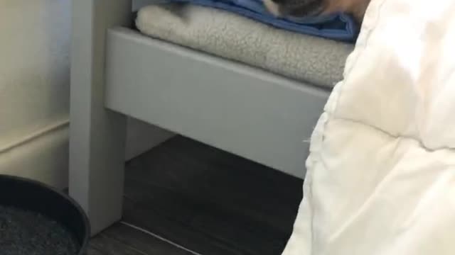 Dog Has No Strength To Get Out Of Bed