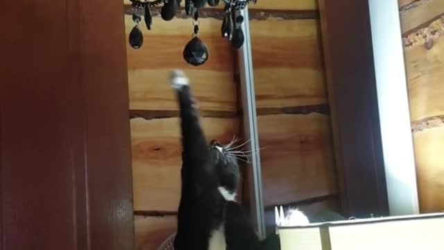 Funny Cute little kitten looking in the mirror at herself, try not to laugh