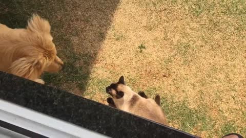 Funny 😁 cat 😺 videos 😆🤣 #funnycatvideo