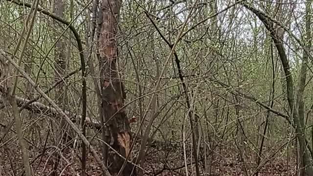 Мои дом в лесу