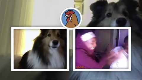 Cute Dog JUMPSCARE PRANK on Omegle!