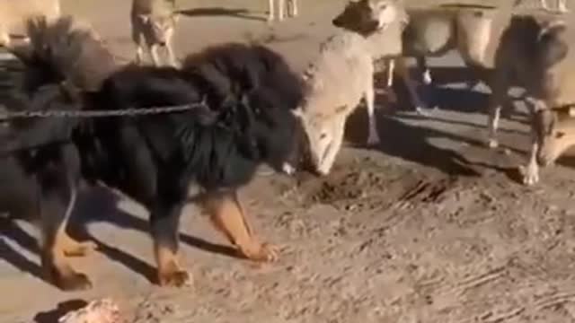 Tibetan Mastiff vs Wolves - Which is Stronger 😱💪