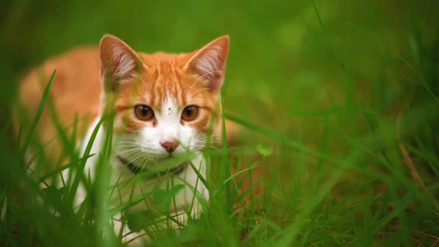 White cat lying among the grasses seen up close