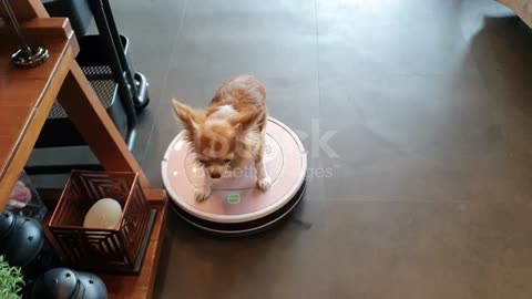 Dog playing on robot vacuum cleaner !