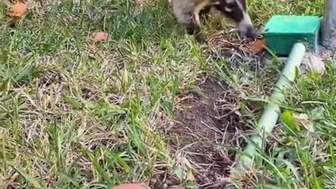 Adorable Exotic Animals😢