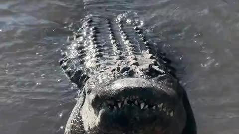 Alligators creating faraday waves that travel through the water to communicate courtship calls