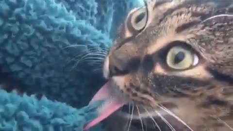 do cats have a sticky tongue?