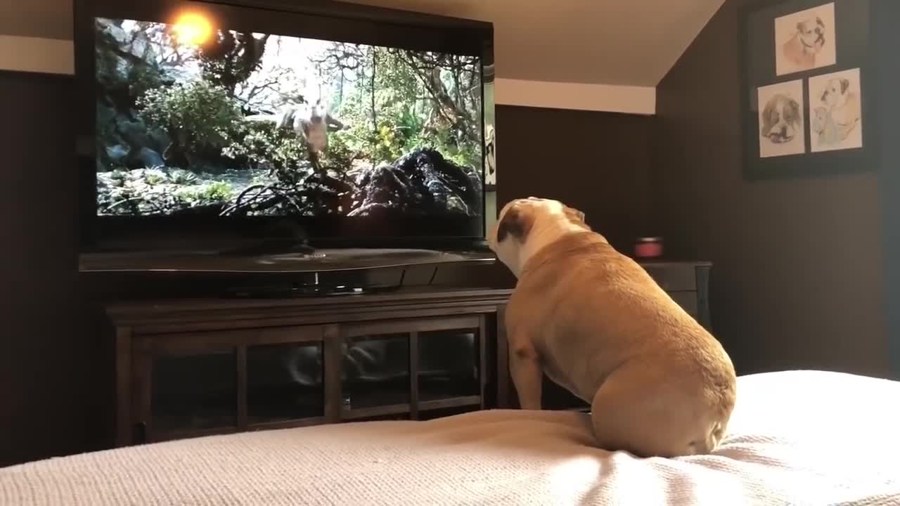Bulldog Has Incredible Reaction To Actress In Trouble