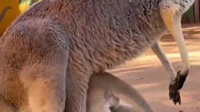 Mother Kangaroo is so loving