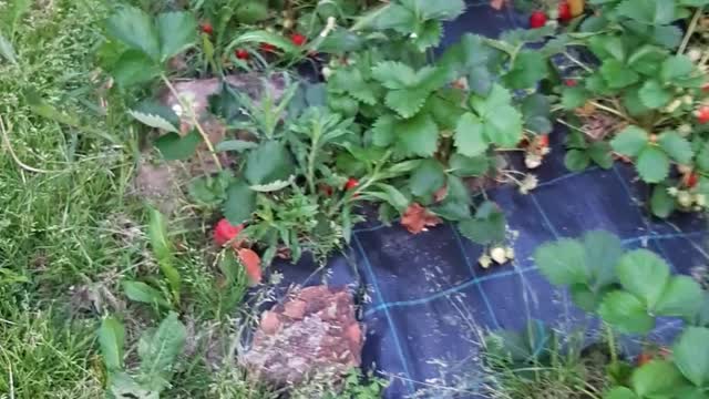 My cat Cheda in my garden. He hides in strawberries but pst :)