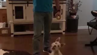 Schnauzer high jump and hang time