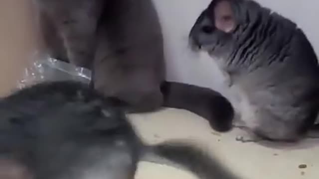 (cat and dog)