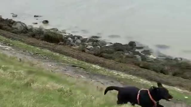 Funny and Cute Dogs Videos | Funny Animals Fails | Cute Dogs #shorts | Funny Dogs Videos