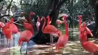 Wonderful Life of Pink Flamingos