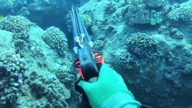 Spearfishing for Giant Grouper in Shipwrecks .Part -1