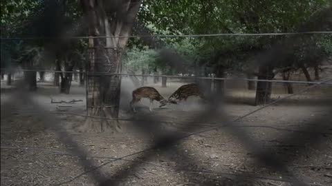 Two male deers fighting