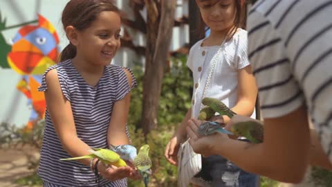 Our fun with the canary birds