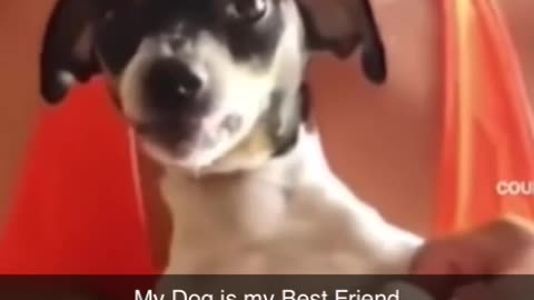 Funny dog videos