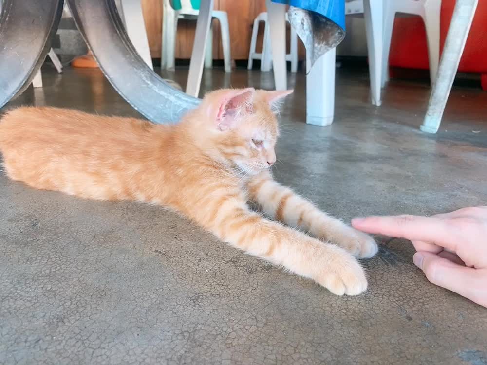 Let sleeping cats lie, because so cute