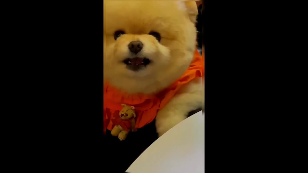 Tag the cutest person in the world to watch the dog bark.