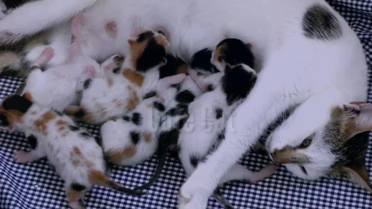 Newborn fluffy kittensNewborn kittens feeding on mother Patting a cute cat close up