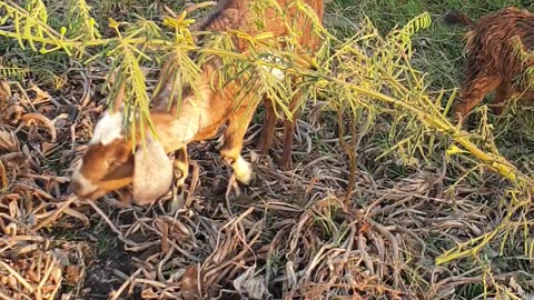 beautiful male goat