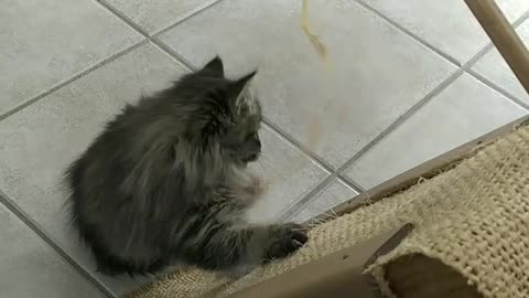 DIY cat board