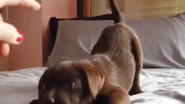 Funny Little Animals