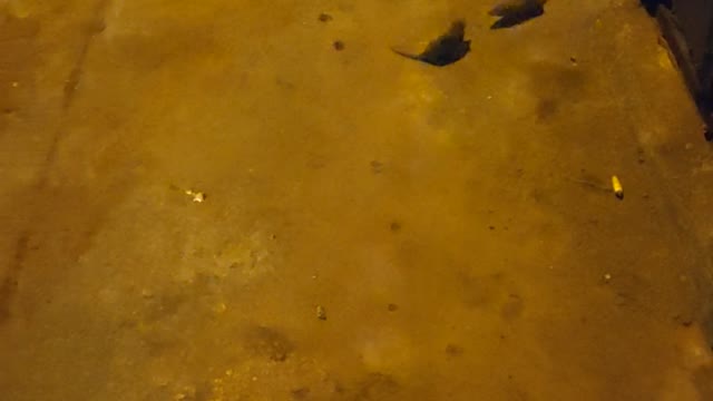 Animals Going All Out in an Alley