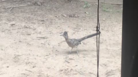 Road Runner outside my window