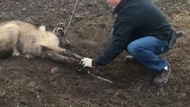 Timber Wolf released in NW Minnesota